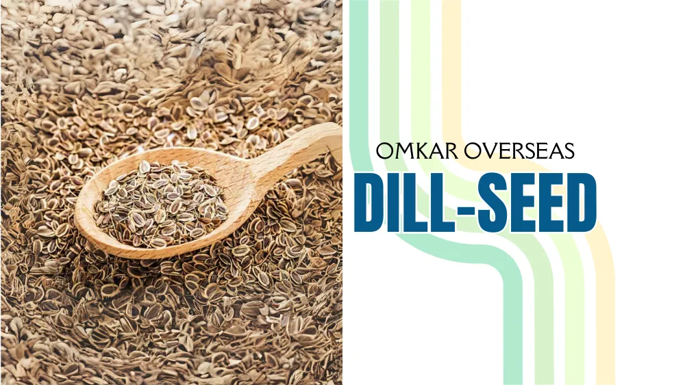 BUY BEST QUALITY DILL SEEDS AT OMKAR OVERSEAS